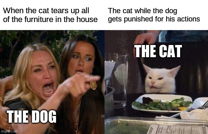 Guys we finally know what happens to the dog in a cat lover's house!!! | When the cat tears up all of the furniture in the house; The cat while the dog gets punished for his actions; THE CAT; THE DOG | image tagged in memes,woman yelling at cat | made w/ Imgflip meme maker