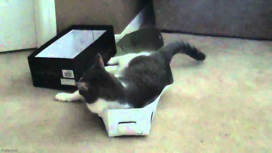 here is my stupid ass cat | made w/ Imgflip meme maker