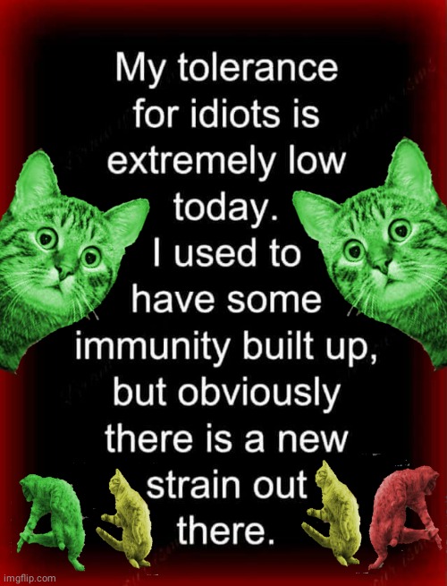 Can't tolerate idiots today | image tagged in raycat | made w/ Imgflip meme maker