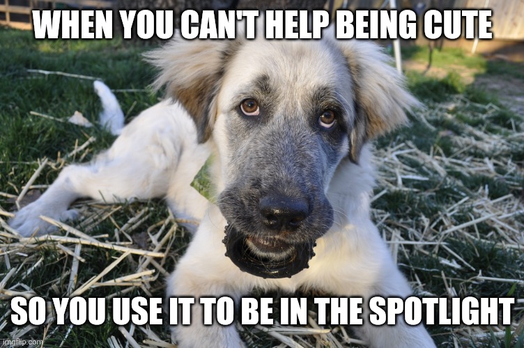 Cutie Pie Pup | WHEN YOU CAN'T HELP BEING CUTE; SO YOU USE IT TO BE IN THE SPOTLIGHT | image tagged in bella,dog,mini tire,cute | made w/ Imgflip meme maker