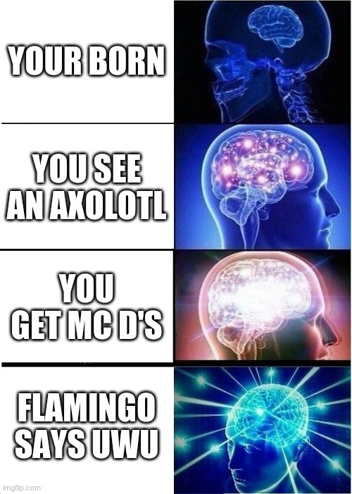 klyutryfcvbvexplodingbrian | YOUR BORN; YOU SEE AN AXOLOTL; YOU GET MC D'S; FLAMINGO SAYS UWU | image tagged in memes,expanding brain,axolotl | made w/ Imgflip meme maker