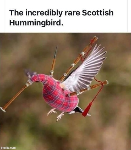 v rare bird | image tagged in repost,bagpipes,birds,bird,scotland,scottish | made w/ Imgflip meme maker