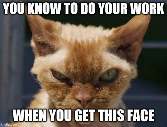 Mad Cat | YOU KNOW TO DO YOUR WORK; WHEN YOU GET THIS FACE | image tagged in mad cat | made w/ Imgflip meme maker