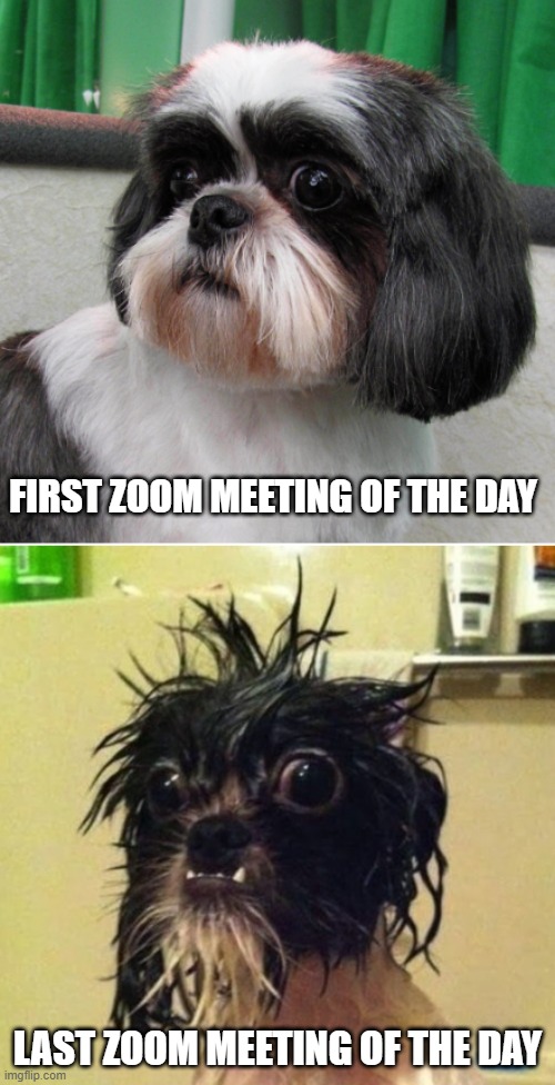 Before and After | FIRST ZOOM MEETING OF THE DAY; LAST ZOOM MEETING OF THE DAY | image tagged in before and after | made w/ Imgflip meme maker