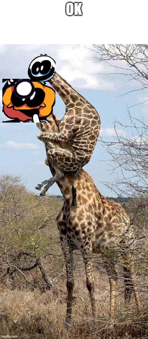 pump and skid as a giraffe |  OK | image tagged in funny giraffe | made w/ Imgflip meme maker