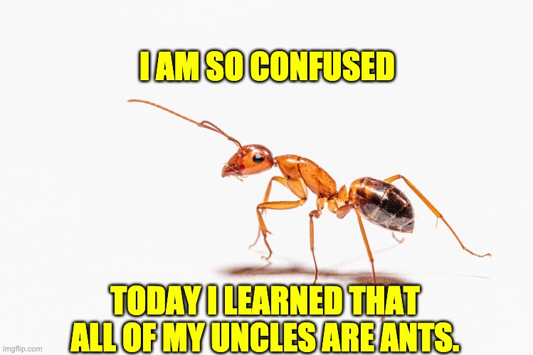 Ant Bob | I AM SO CONFUSED; TODAY I LEARNED THAT ALL OF MY UNCLES ARE ANTS. | image tagged in puns | made w/ Imgflip meme maker