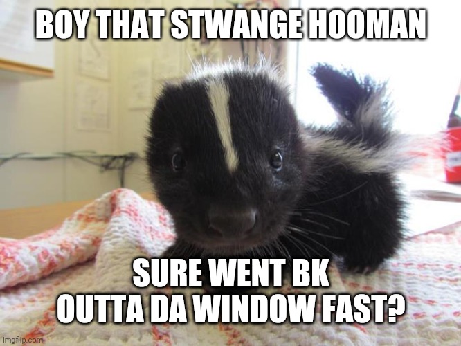 Baby skunk | BOY THAT STWANGE HOOMAN; SURE WENT BK OUTTA DA WINDOW FAST? | image tagged in baby skunk | made w/ Imgflip meme maker