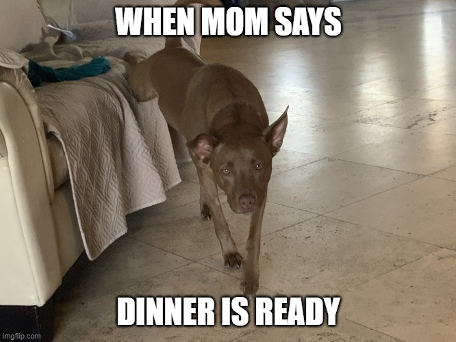 Get up real fast | WHEN MOM SAYS; DINNER IS READY | image tagged in get up real fast | made w/ Imgflip meme maker