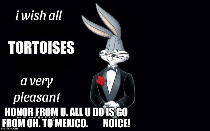 Those tortoise's will be there till im in the 10000000's | TORTOISES; HONOR FROM U. ALL U DO IS GO FROM OH. TO MEXICO.        NOICE! | image tagged in i wish all the x a very pleasant evening | made w/ Imgflip meme maker