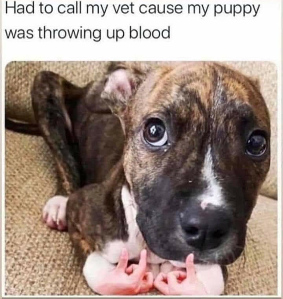 Dog throwing up blood Blank Meme Template