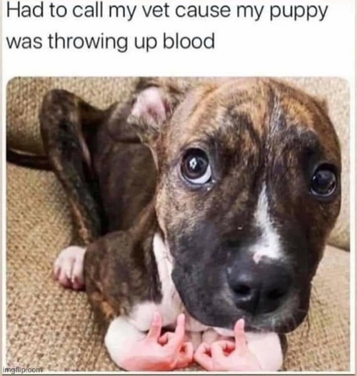 wessieed | image tagged in dog throwing up blood,blood,gang,gangsta,repost,dog | made w/ Imgflip meme maker