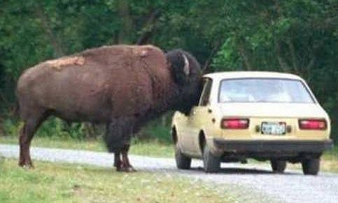 Buffalo sticks face in car window Blank Meme Template