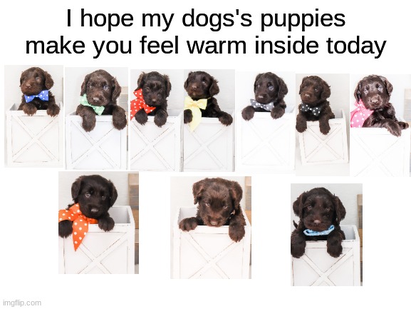 Blank White Template | I hope my dogs's puppies make you feel warm inside today | image tagged in blank white template | made w/ Imgflip meme maker