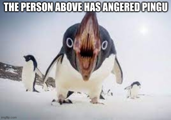 You have angered pingu | THE PERSON ABOVE HAS ANGERED PINGU | image tagged in you have angered pingu | made w/ Imgflip meme maker
