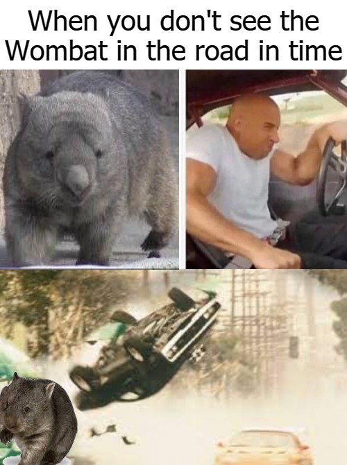 When you don't see the Wombat in the road in time | image tagged in wombato | made w/ Imgflip meme maker