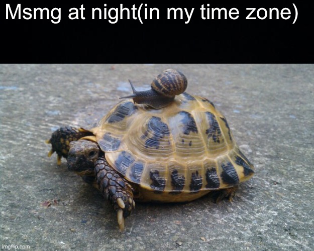 Night rn in my time zone | Msmg at night(in my time zone) | image tagged in black background,snail riding turtle | made w/ Imgflip meme maker