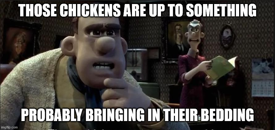 Chicken bedding | THOSE CHICKENS ARE UP TO SOMETHING; PROBABLY BRINGING IN THEIR BEDDING | made w/ Imgflip meme maker