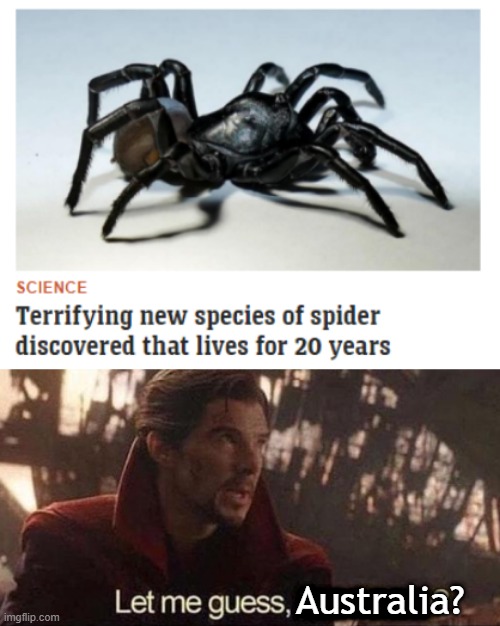 why does it always have to be in australia... | Australia? EERRRRR | image tagged in let me guess your home,australia,spider,spider in australian,new spider,new spider in australia | made w/ Imgflip meme maker