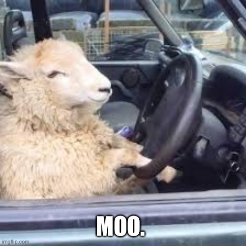 Beep beep im a sheep | MOO. | image tagged in beep beep im a sheep | made w/ Imgflip meme maker