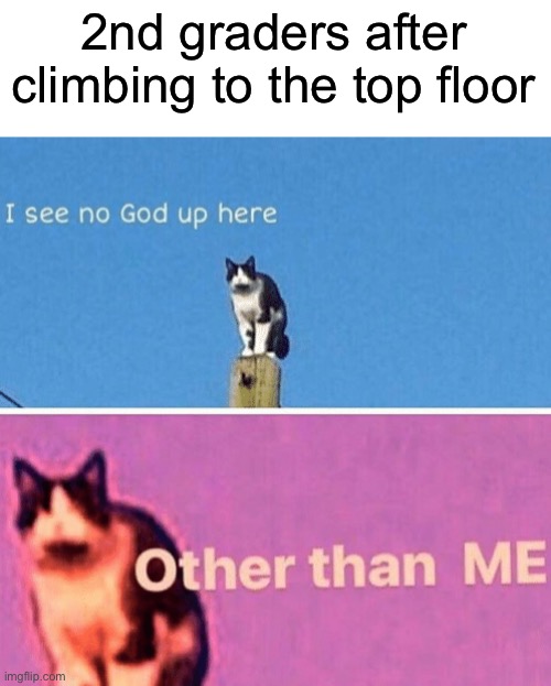 Coming on top | 2nd graders after climbing to the top floor | image tagged in hail pole cat | made w/ Imgflip meme maker