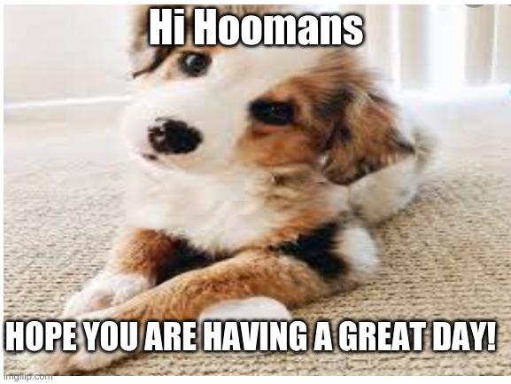Hi hoomans | Hi Hoomans; HOPE YOU ARE HAVING A GREAT DAY! | image tagged in cute puppy,hi,hoomans,great day | made w/ Imgflip meme maker