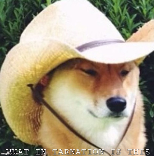 Wot in tarnation | WHAT IN TARNATION IS THIS | image tagged in wot in tarnation | made w/ Imgflip meme maker