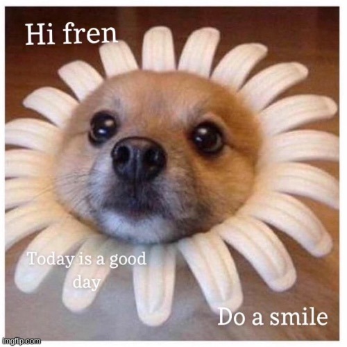 You've been scrolling for a while. enjoy this cute face | image tagged in cute doggo,fun | made w/ Imgflip meme maker