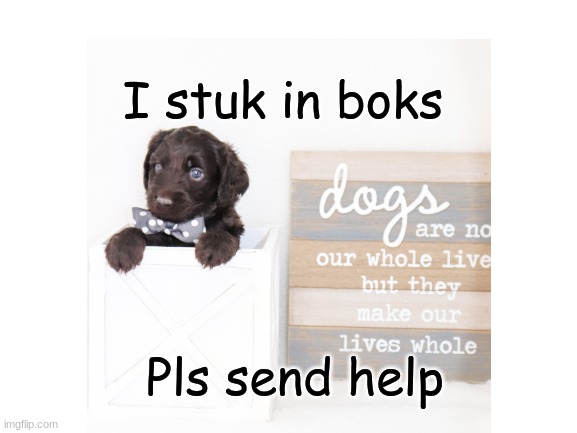 My dog's puppies are just too cute | I stuk in boks; Pls send help | image tagged in puppies,cute,dog | made w/ Imgflip meme maker