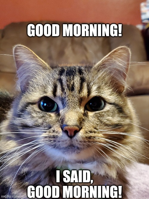 Cat's good morning! | GOOD MORNING! I SAID, GOOD MORNING! | image tagged in cat,cats,good morning | made w/ Imgflip meme maker