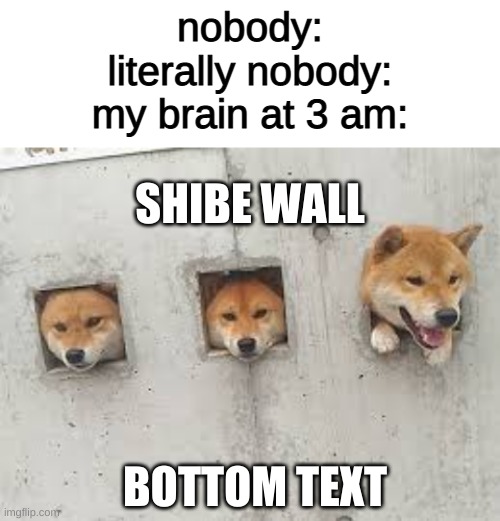 dont you just love it when you cant sleep? | nobody:
literally nobody:
my brain at 3 am:; SHIBE WALL; BOTTOM TEXT | image tagged in and thats a fact,memes | made w/ Imgflip meme maker