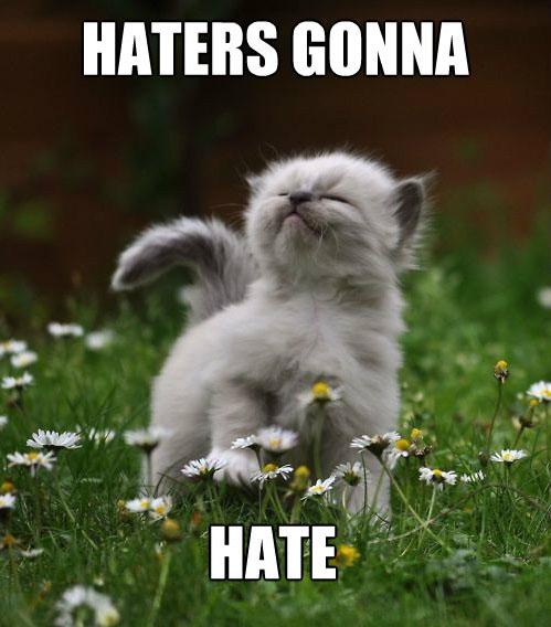 image tagged in cats,kittens,haters
