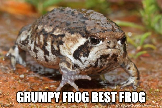 Grumpy Toad Meme | GRUMPY FROG BEST FROG | image tagged in memes,grumpy toad | made w/ Imgflip meme maker