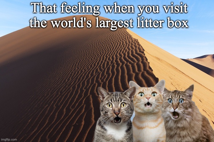 That feeling when you visit the world's largest litter box | image tagged in cats,funny cats,desert,litter box | made w/ Imgflip meme maker