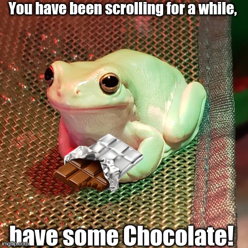 Frog is Offering This for You! : ) | You have been scrolling for a while, have some Chocolate! | image tagged in frog,chocolate,cute,oh wow are you actually reading these tags,wholesome | made w/ Imgflip meme maker