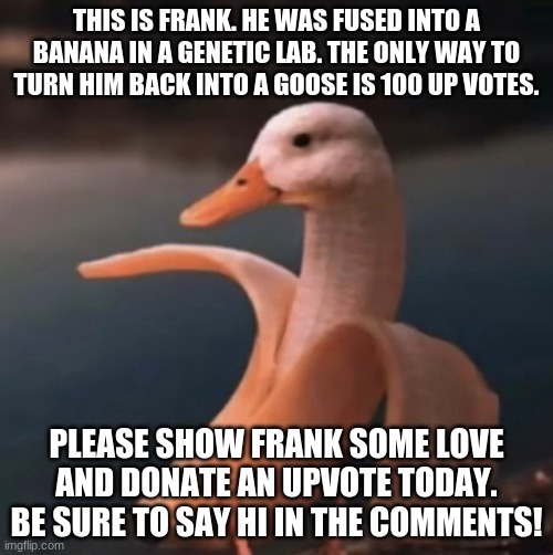 Pls show frank some love!!! | THIS IS FRANK. HE WAS FUSED INTO A BANANA IN A GENETIC LAB. THE ONLY WAY TO TURN HIM BACK INTO A GOOSE IS 100 UP VOTES. PLEASE SHOW FRANK SOME LOVE AND DONATE AN UPVOTE TODAY. BE SURE TO SAY HI IN THE COMMENTS! | image tagged in banana | made w/ Imgflip meme maker