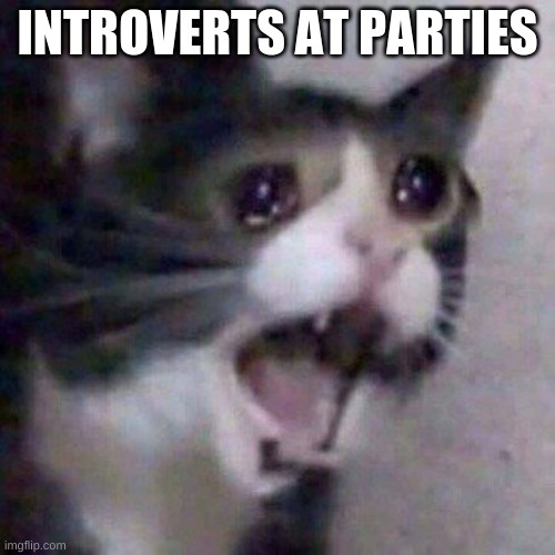 introverts | INTROVERTS AT PARTIES | image tagged in screaming cat meme | made w/ Imgflip meme maker