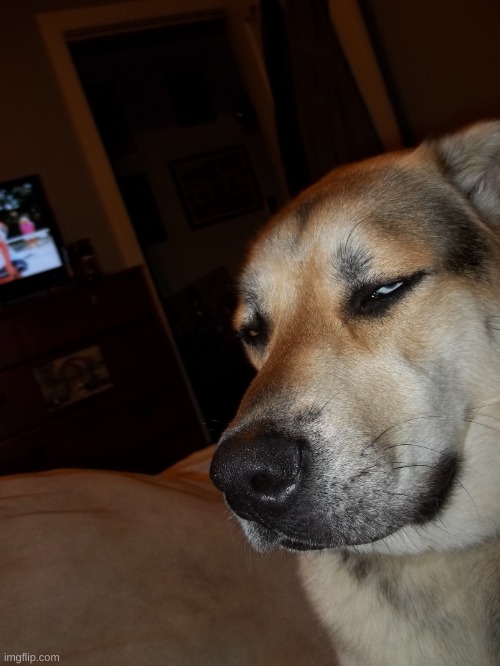 Skeptical Doggo | image tagged in skeptical doggo | made w/ Imgflip meme maker