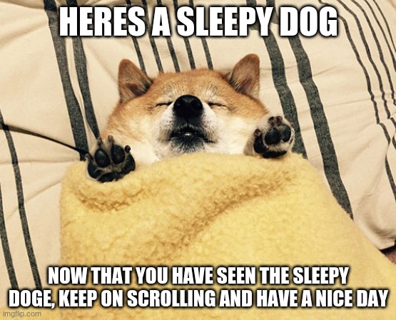 Fat Doge | HERES A SLEEPY DOG; NOW THAT YOU HAVE SEEN THE SLEEPY DOGE, KEEP ON SCROLLING AND HAVE A NICE DAY | image tagged in fat doge | made w/ Imgflip meme maker