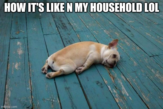 Tired dog | HOW IT'S LIKE N MY HOUSEHOLD LOL | image tagged in tired dog | made w/ Imgflip meme maker