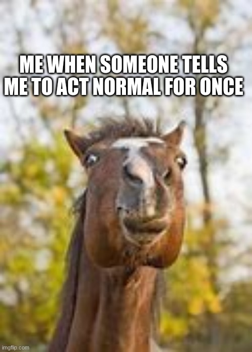 sorry for the blurry photo | ME WHEN SOMEONE TELLS ME TO ACT NORMAL FOR ONCE | image tagged in horse | made w/ Imgflip meme maker