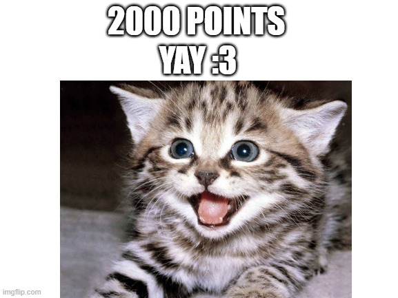 Yay | YAY :3; 2000 POINTS | image tagged in cats,imgflip points | made w/ Imgflip meme maker