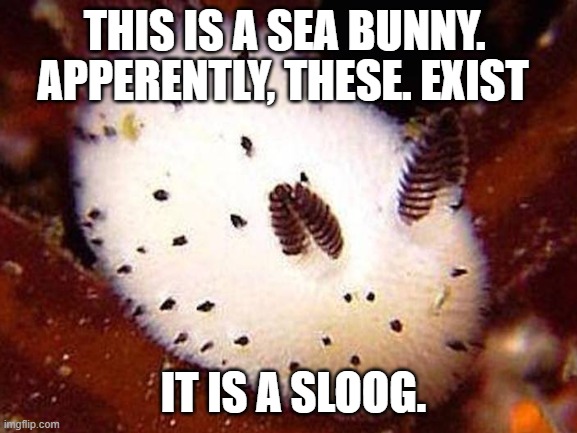 How much people will like this sea bunny? | THIS IS A SEA BUNNY. APPERENTLY, THESE. EXIST; IT IS A SLOOG. | image tagged in why is the fbi here,funny memes,bunny memes,give me all your money memes,why are you reading this | made w/ Imgflip meme maker