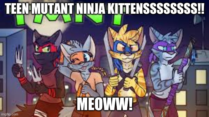 TMNK | TEEN MUTANT NINJA KITTENSSSSSSSS!! MEOWW! | image tagged in cute cat | made w/ Imgflip meme maker