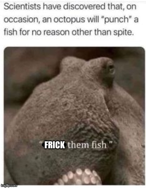 Angry much? | FRICK | image tagged in octopus,angry,dumb fish | made w/ Imgflip meme maker