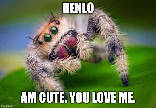 Spidey | HENLO; AM CUTE. YOU LOVE ME. | image tagged in spido | made w/ Imgflip meme maker