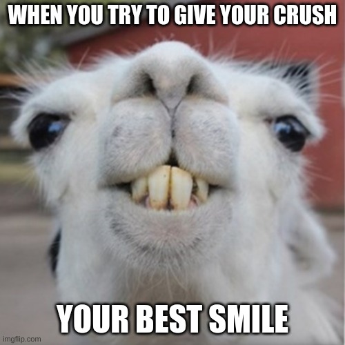 Lama Meme |  WHEN YOU TRY TO GIVE YOUR CRUSH; YOUR BEST SMILE | image tagged in llama,funny,cute | made w/ Imgflip meme maker