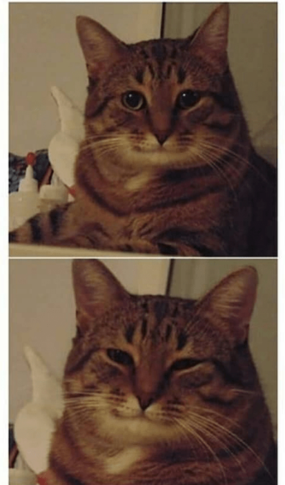 High Quality Happy cat Blank Meme Template