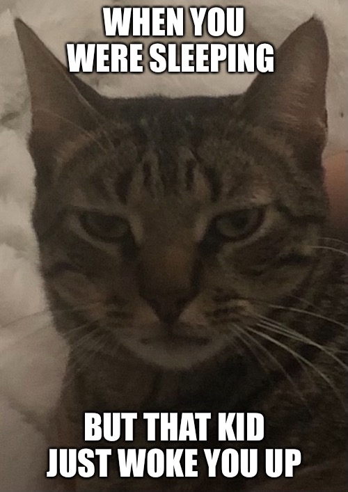 Tryin to Sleep | WHEN YOU WERE SLEEPING; BUT THAT KID JUST WOKE YOU UP | image tagged in funny memes,funny,pets,cats,grumpy cat,sleeping | made w/ Imgflip meme maker