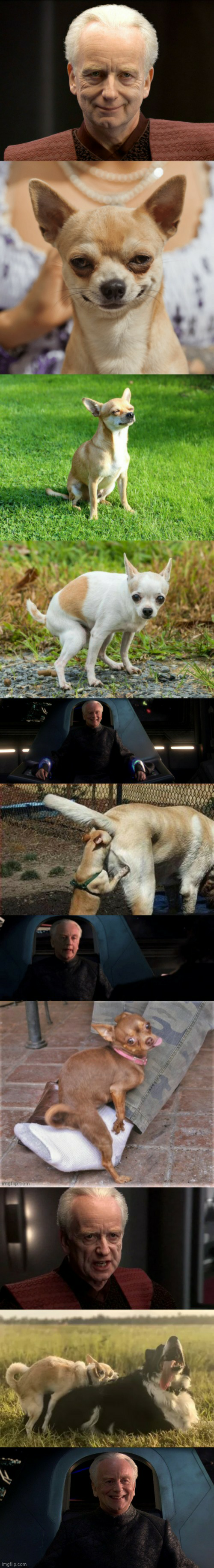 High Quality Palpatine and the evil chihuahua Blank Meme Template