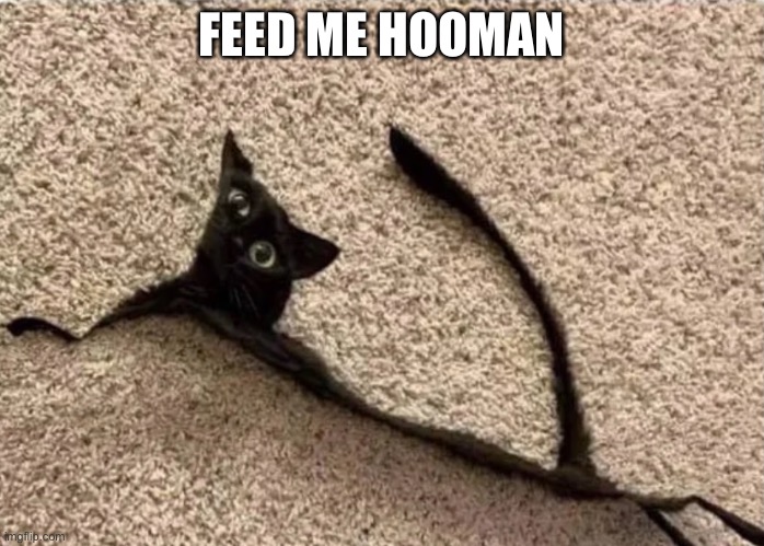 Pov:  you didn’t feed your cat 15 hours early | FEED ME HOOMAN | image tagged in cats,memes | made w/ Imgflip meme maker